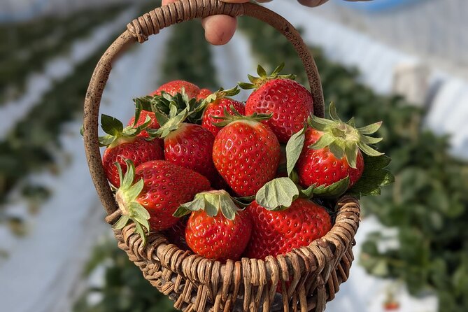 Private Tour Meet the Sheep of Aso and Pick Aso Strawberries - Included Experiences