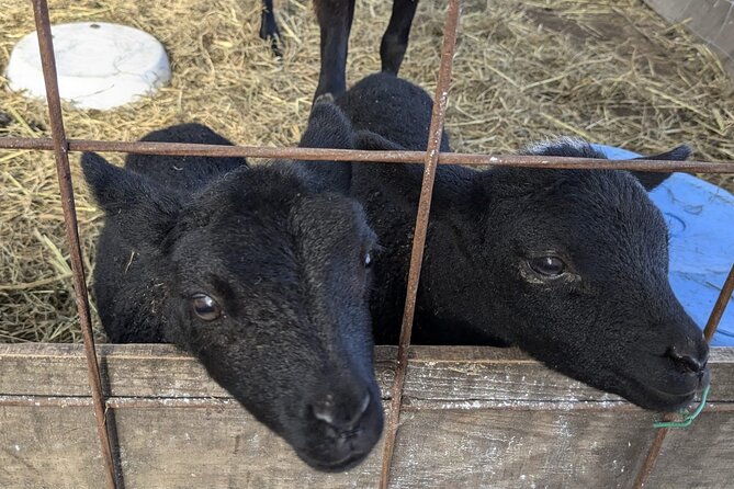 Private Tour Meet the Sheep of Aso and Pick Aso Strawberries - Exploring the Aso Caldera