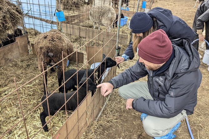 Private Tour Meet the Sheep of Aso and Pick Aso Strawberries - Harvesting Delicious Aso Strawberries