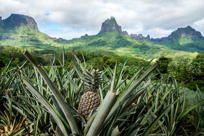 Private Tour Moorea 4WD - Belvedere Pineapple Farm, Magic Mount. - Exploring Mooreas Wonders: A Detailed Look at the Private 4WD Tour