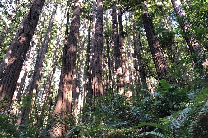 Private Tour Muir Woods and Sausalito - Accessibility and Participation