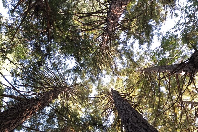 Private Tour Muir Woods and Sausalito - Booking Information