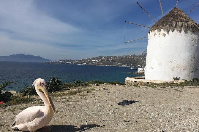 Private Tour: Mykonos Island in Half a Day - Tour Requirements and Accessibility
