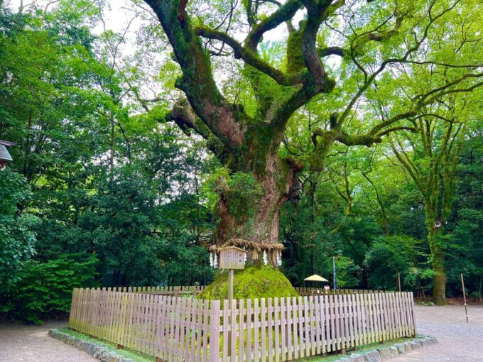 Private Tour Nagoya. Nagoya Heritage & Modernity - Culinary Highlights
