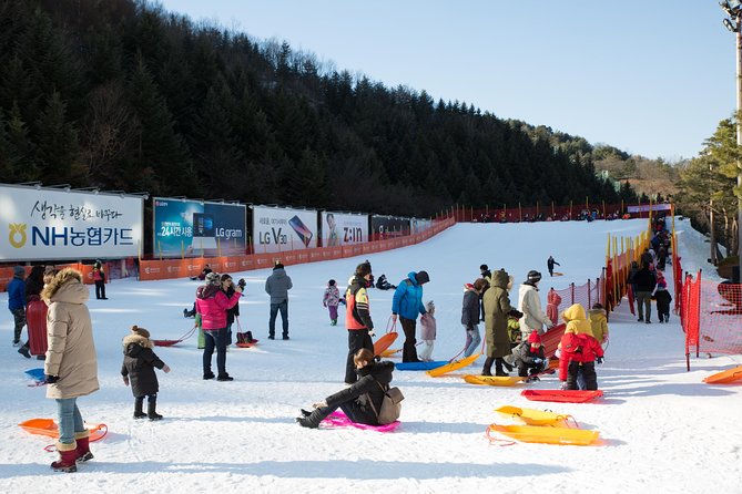 [Private Tour] Nami Island & Snow Viewing and Snow Sled (More Members Less Cost) - Tour Inclusions