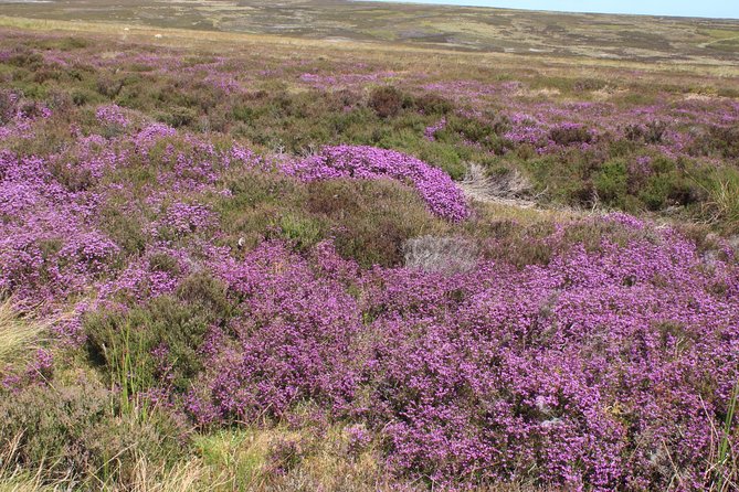 Private Tour: North Yorkshire Moor and Whitby From York in 16 Seater Minibus - Accessibility and Amenities