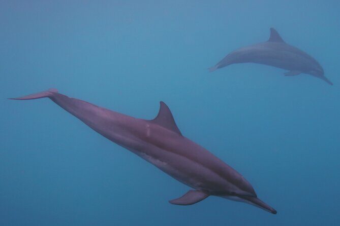 Private tour observing and swimming with humpback whales in Moorea - An In-Depth Look at the Moorea Marine Tour