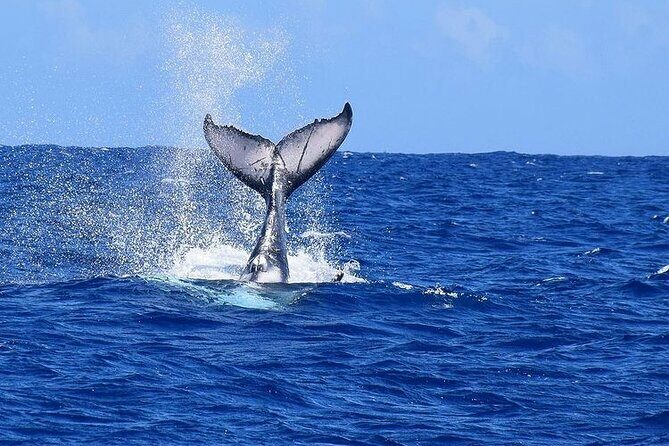 Private tour observing and swimming with humpback whales in Moorea - FAQs