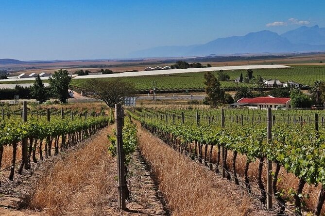 Private Tour of 3 Top Winelands With Wine Tasting From Cape Town - Winery Visit 2: Haute Cabrière