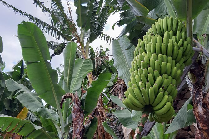 Private Tour of Banana Farm From Funchal - Quick Points