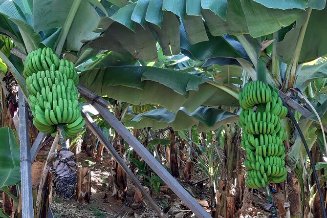 Private Tour of Banana Farm From Funchal - Taste Freshly Picked Bananas