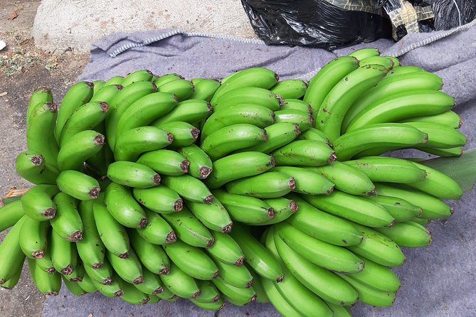 Private Tour of Banana Farm From Funchal - Behind-the-Scenes Farm Stories