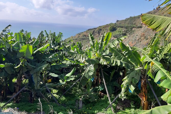 Private Tour of Banana Farm From Funchal - Private Tour Transportation