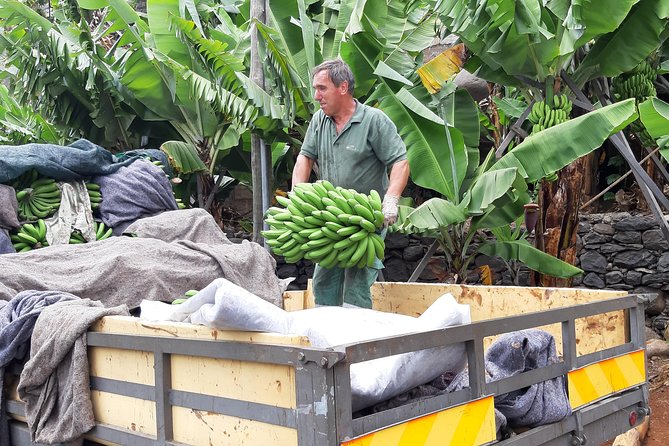 Private Tour of Banana Farm From Funchal - Hotel and Port Pickup