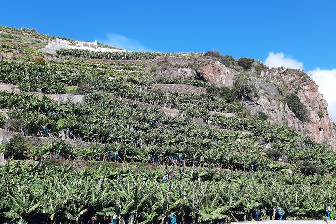 Private Tour of Banana Farm From Funchal - Accessibility and Participation