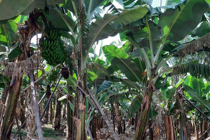Private Tour of Banana Farm From Funchal - Satisfied Customer Reviews