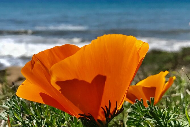 Private Tour of Californias Central Coast (San Luis Obispo-Paso Robles-Cambria) - Accessibility and Requirements
