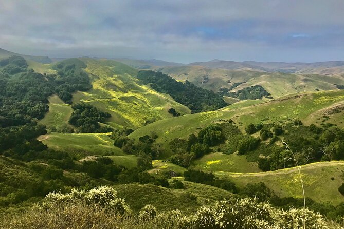 Private Tour of Californias Central Coast (San Luis Obispo-Paso Robles-Cambria) - Local Food and Wine Tastings