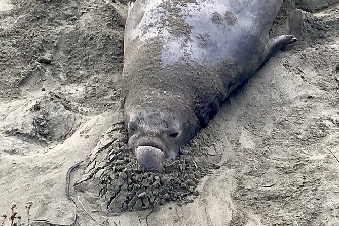 Private Tour of Californias Central Coast (San Luis Obispo-Paso Robles-Cambria) - Notable Locations and Attractions