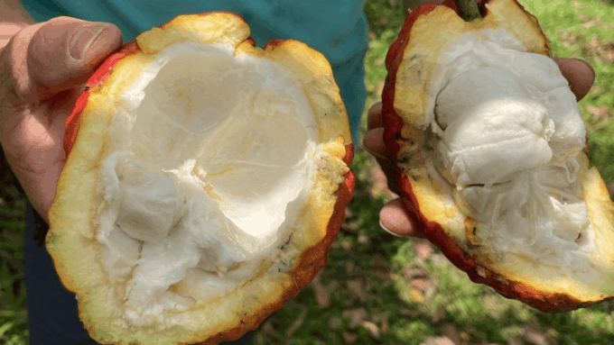 Private Tour of Chocolate Plantation and Processing - Cancellation and Payment