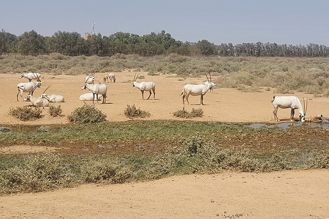 Private Tour of Desert Castles Eastern Jordan With Optional Azraq Wetland Visit - Highlights of the Tour