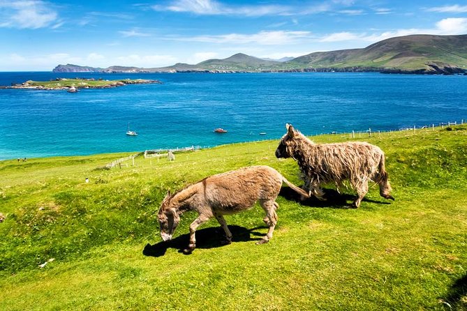 Private Tour of Dingle and Slea Head With Accredited Guide - Booking and Cancellation Policies