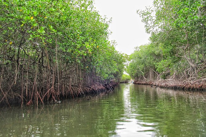 Private Tour of Ecotourism, Culture and Sea in Barú - Exploring Biodiversity at Playetas