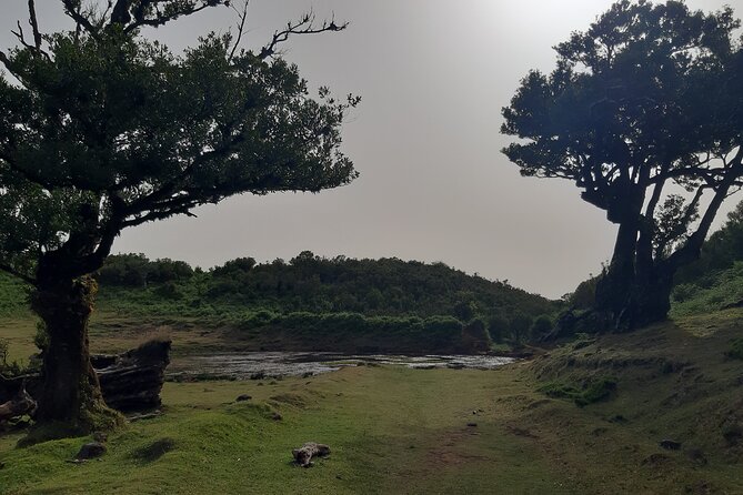 Private Tour of Fanal Park Ancient Trees - Pricing and Cancellation Policy