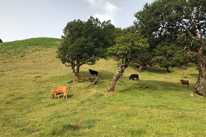 Private Tour of Fanal Park Ancient Trees - Traveler Reviews