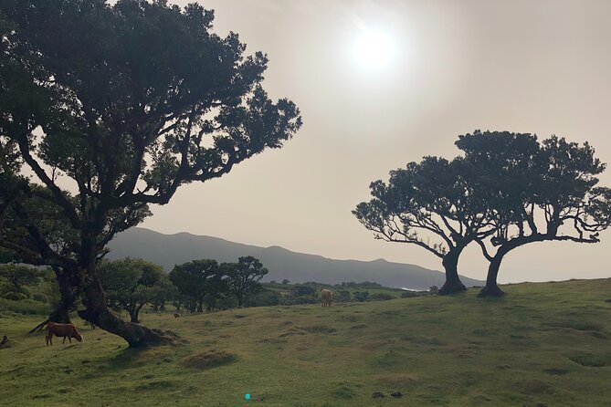 Private Tour of Fanal Park Ancient Trees - Experience the Ancient Trees