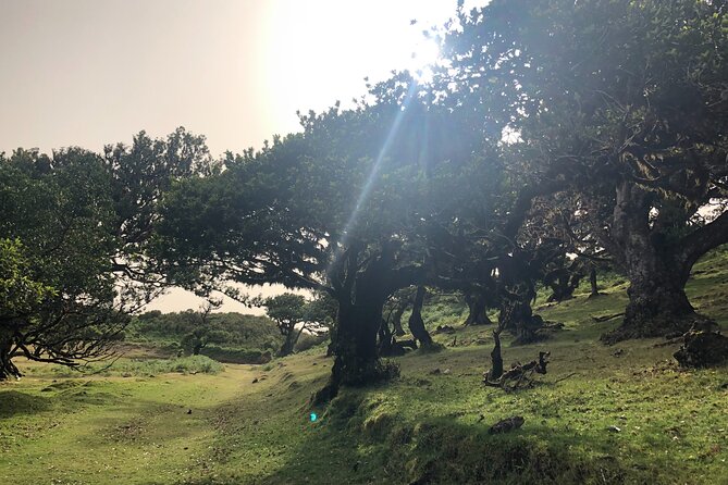 Private Tour of Fanal Park Ancient Trees - Exploring Fanal Park