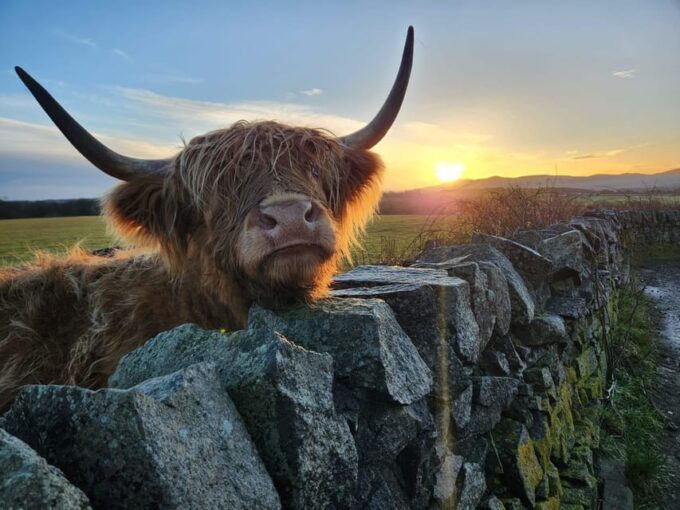 Private Tour of Highlands, Lochs & Castles From Stirling - Encounter Highland Cows