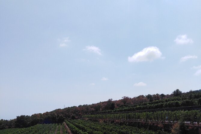 Private Tour of Mount Etna With Etna Doc Wine Tasting - Winery Experiences
