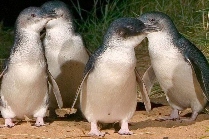 Private Tour of Phillip Island & Penguins With Personal Tour Guide - Pickup Information