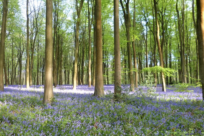 Private Tour of Quintessential English Villages - Traveler Reviews and Feedback
