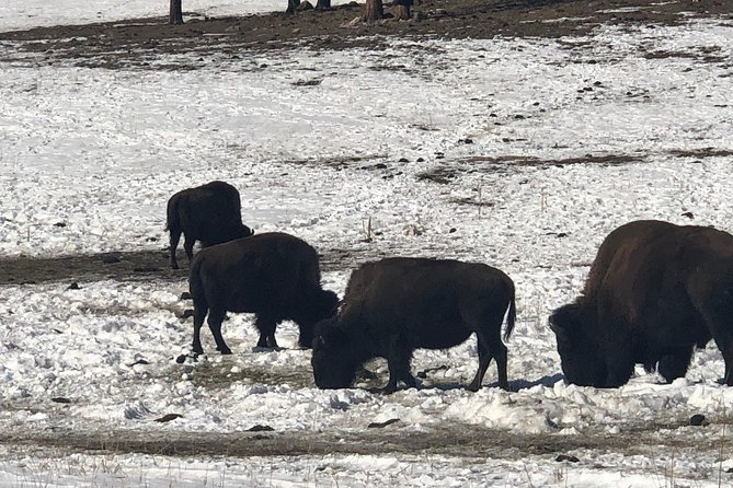 Private Tour of Red Rocks, Echo Lake, Mount Evans and Idaho Springs. - Frequently Asked Questions