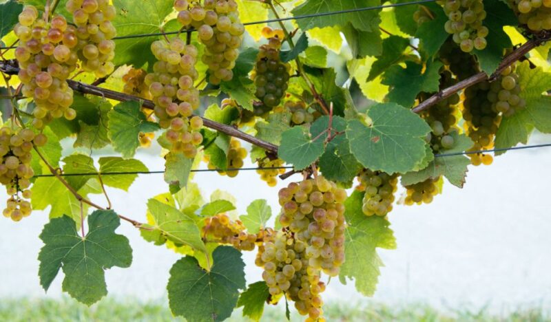 Private Tour of San Sebastian and Getaria With Txakoli Tasting - Taking in Txakoli Wine Production