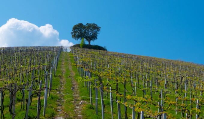 Private Tour of San Sebastian and Getaria With Txakoli Tasting - Visiting the Balenciaga Museum