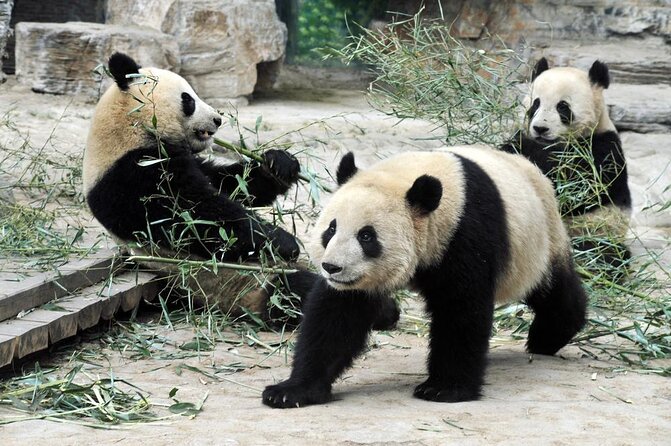 Private Tour of Shanghai Zoo, Xintiandi and Qibao Old Street With Local Delicacy - Key Points