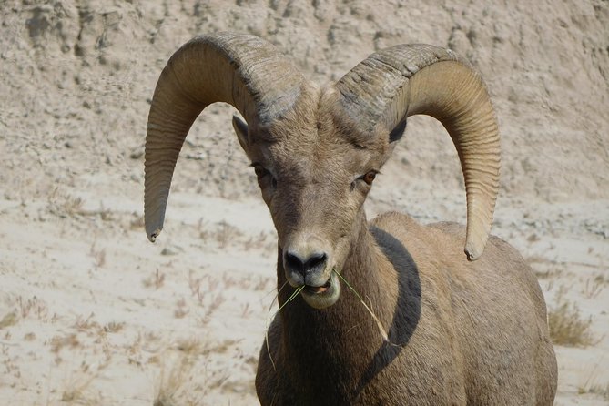Private Tour of the Badlands With Local Experts - Pick-up and Drop-off