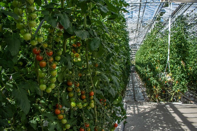Private Tour Of The Golden Circle With Farm Visits In Iceland - Accessibility