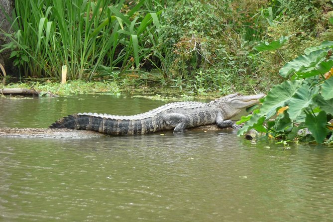 Private Tour of the Honey Island Swamp - Wildlife Sightings