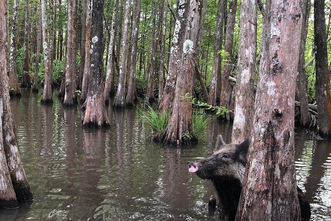 Private Tour of the Honey Island Swamp - Reservation and Cancellation