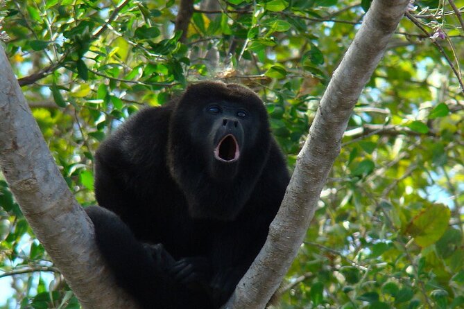 Private Tour of the Howling Monkey in Cerro Blanco Guayaquil - Key Points