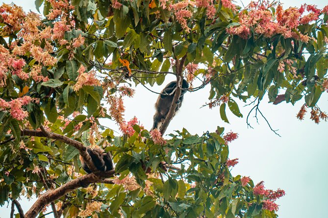 Private Tour of the Howling Monkey in Cerro Blanco Guayaquil - Pickup Information