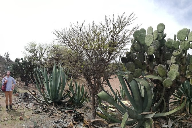 Private Tour of the Mezcal Route With Ancestral Drinks - Mezcal Tasting Techniques