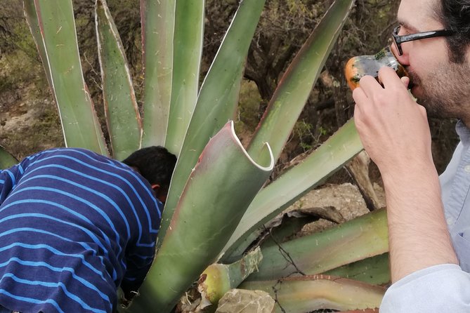 Private Tour of the Mezcal Route With Ancestral Drinks - Taking in Rural Surroundings