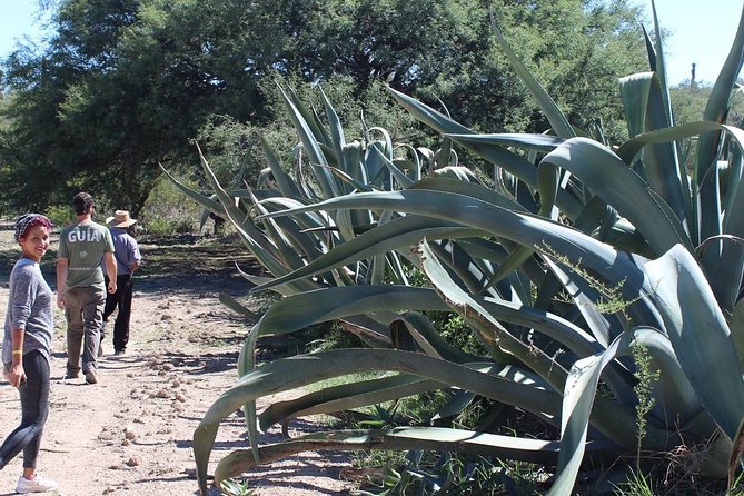 Private Tour of the Mezcal Route With Ancestral Drinks - Positive Customer Feedback
