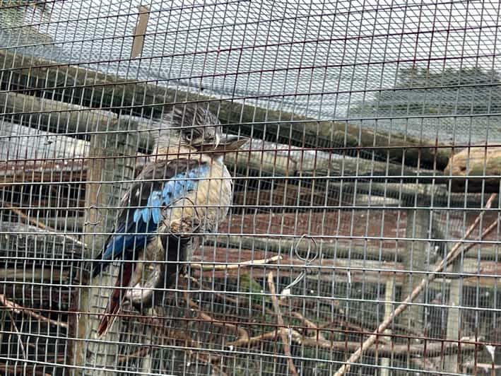 Private Tour of World of Birds, Kirstenbosch, and Constantia - Key Points