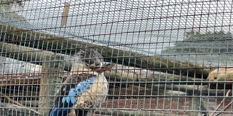 Private Tour of World of Birds, Kirstenbosch, and Constantia - World of Birds Sanctuary